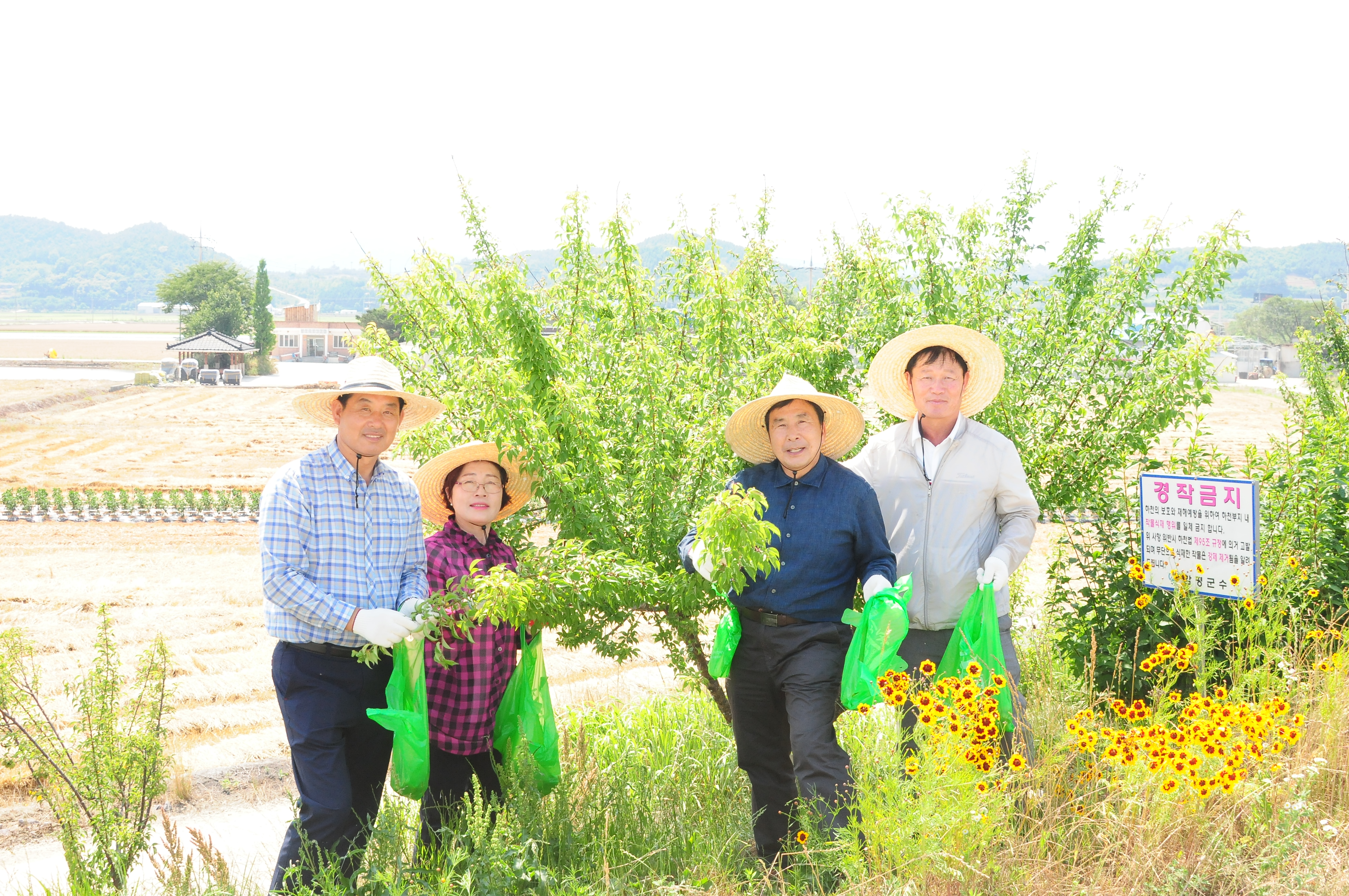 함평천 매실따기 체험행사(2017.06.16) 1