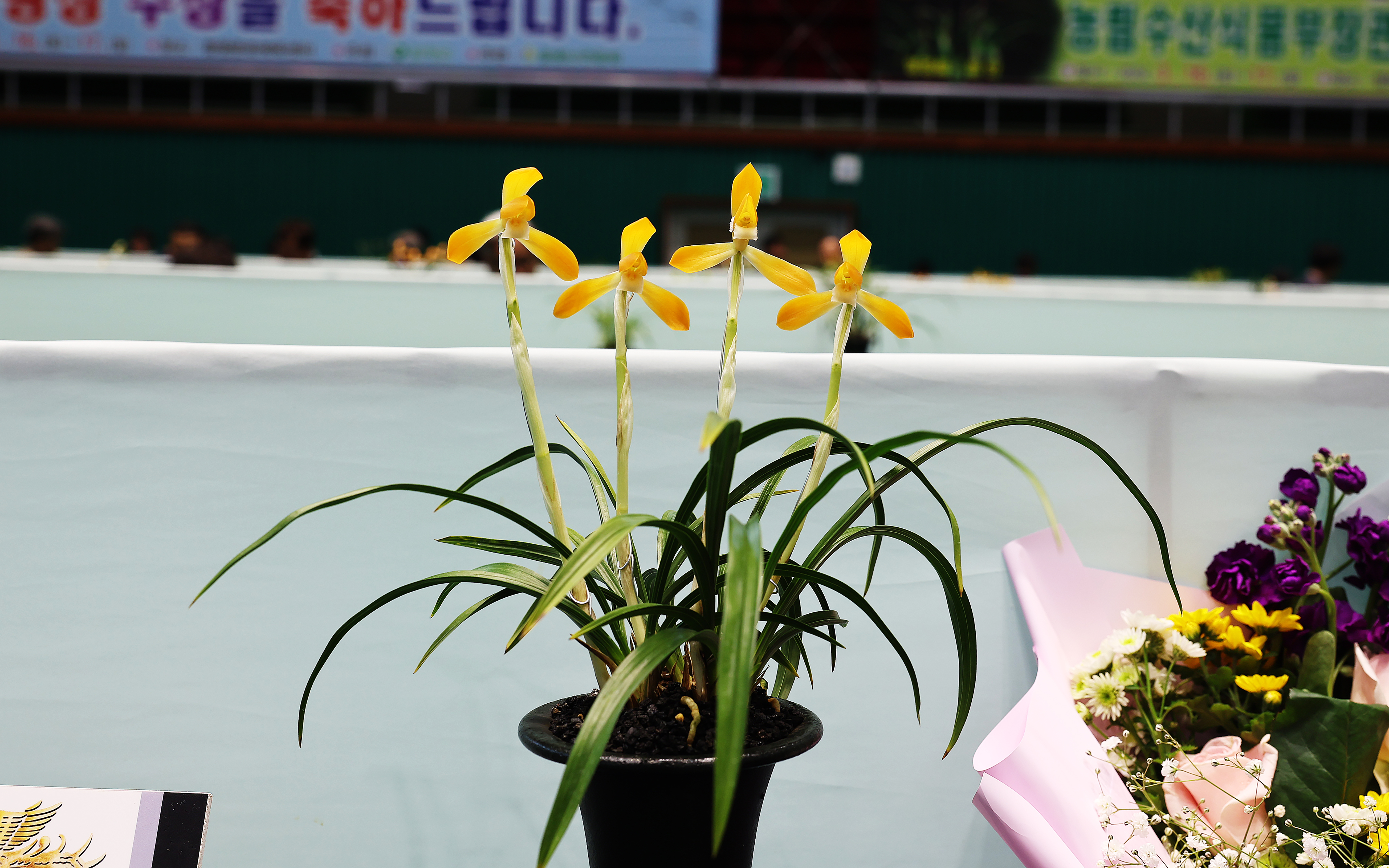 2024 대한민국 난 명품 대제전(2024.3.16.) 9