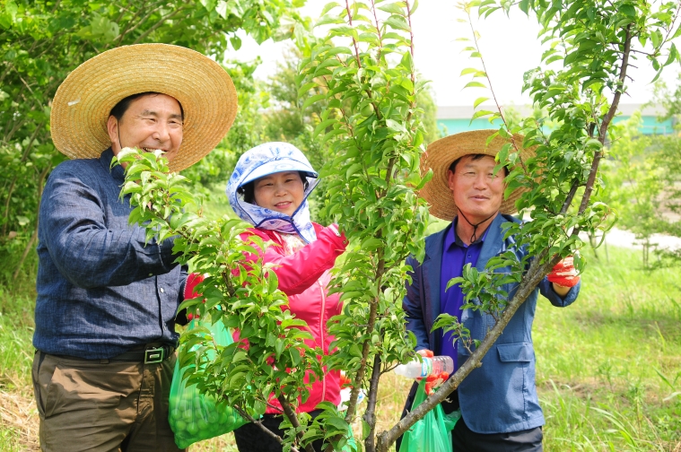 함평천 친환경 매실따기 체험행사 (2016.06.09)