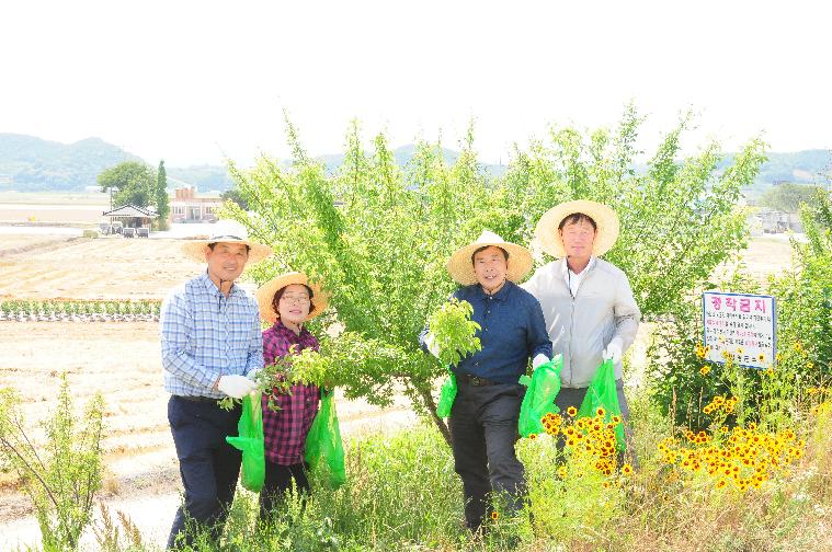 함평천 매실따기 체험행사(2017.06.16)