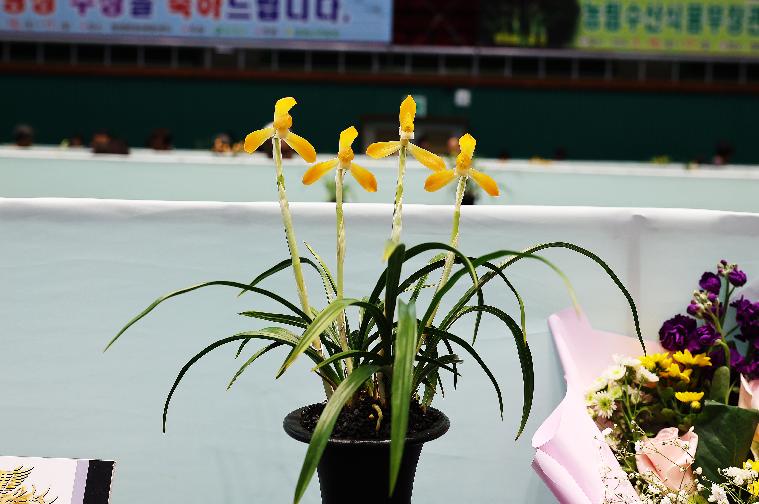 2024 대한민국 난 명품 대제전(2024.3.16.) 9