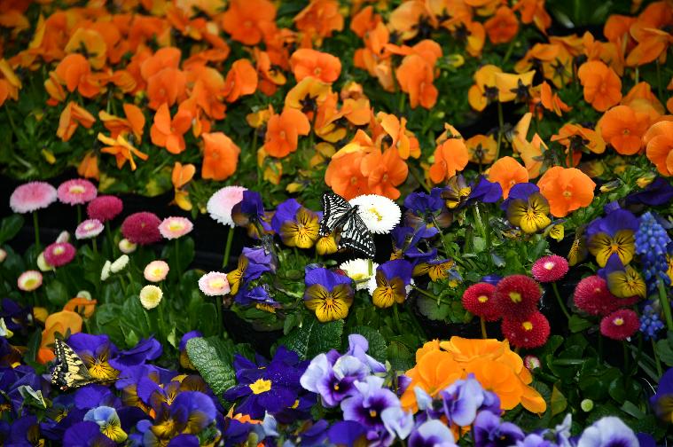 제26회 함평나비대축제 성공기원 나비날리기 행사(2024.3.20.) 10